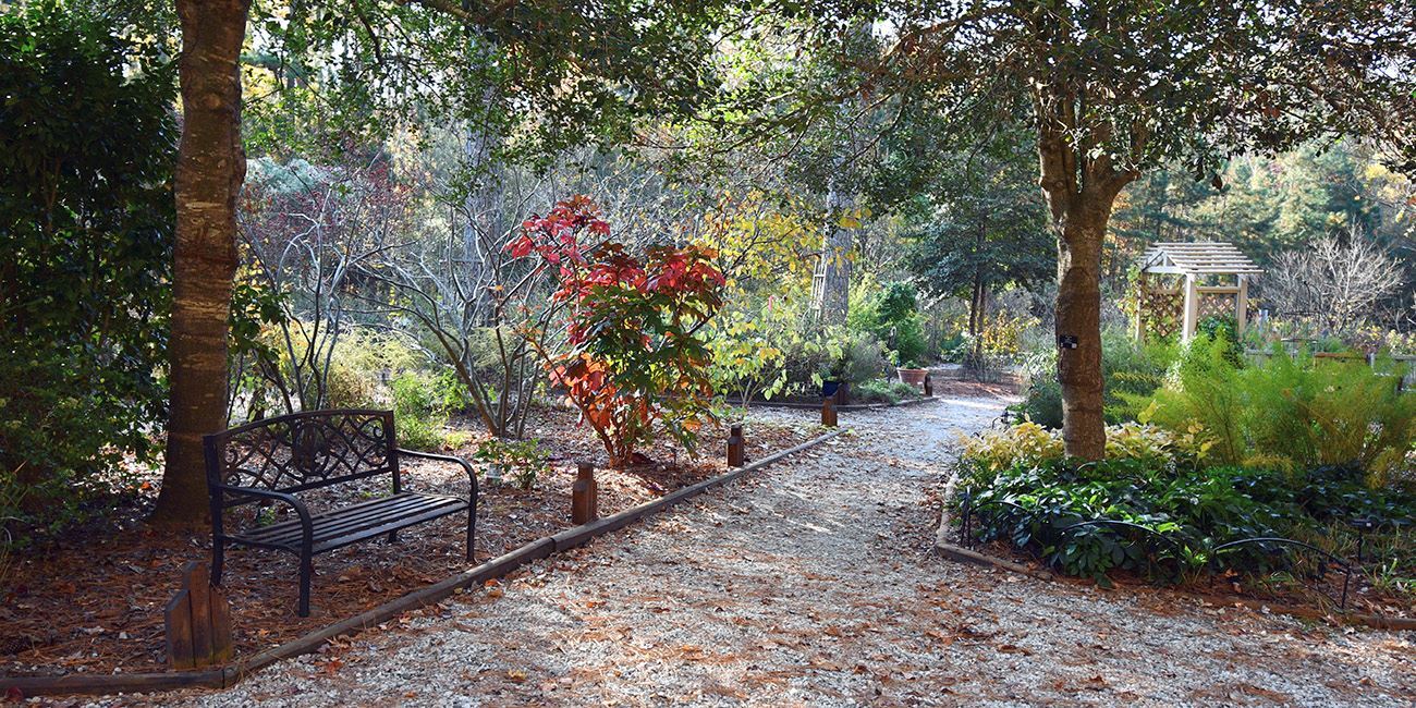 Grass, Nature, Outdoors, Park, Garden, Bench, Vegetation, Tree, Backyard, Woodland