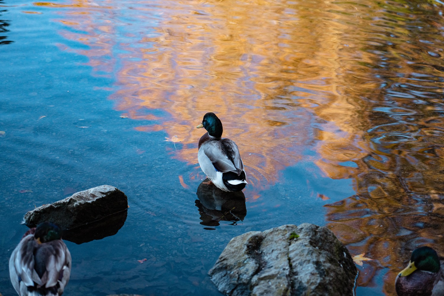 Spring time at the duck pond