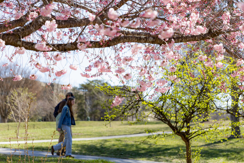 Pink spring foliage on campus with students walking