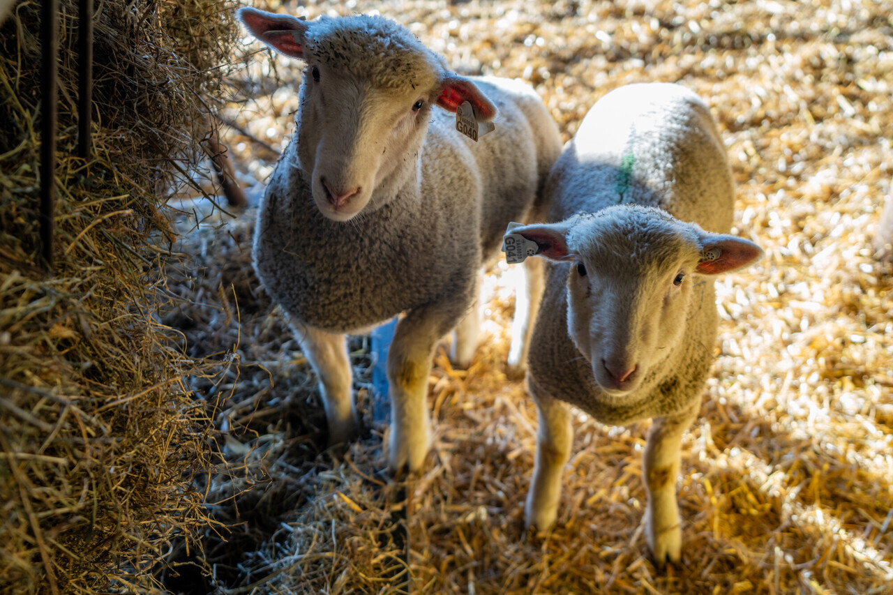 Sheep in a barn setting