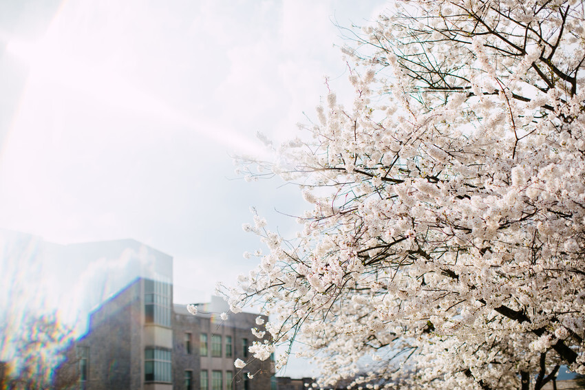 VT logo drawn in the snow