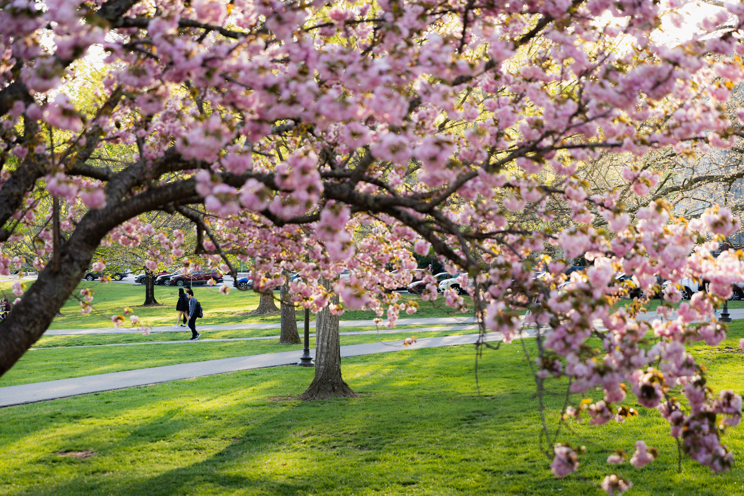 Pink spring foliage on campus with students walking