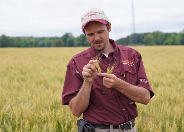 An man in a maroon shirt holding wheat standing in a wheat field.