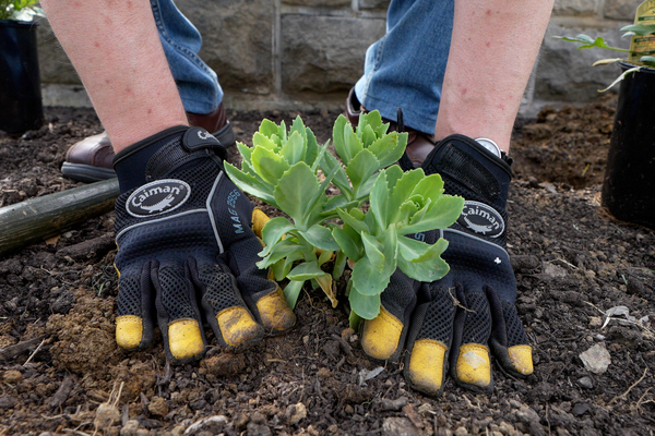 Hands planting a flower in a bed