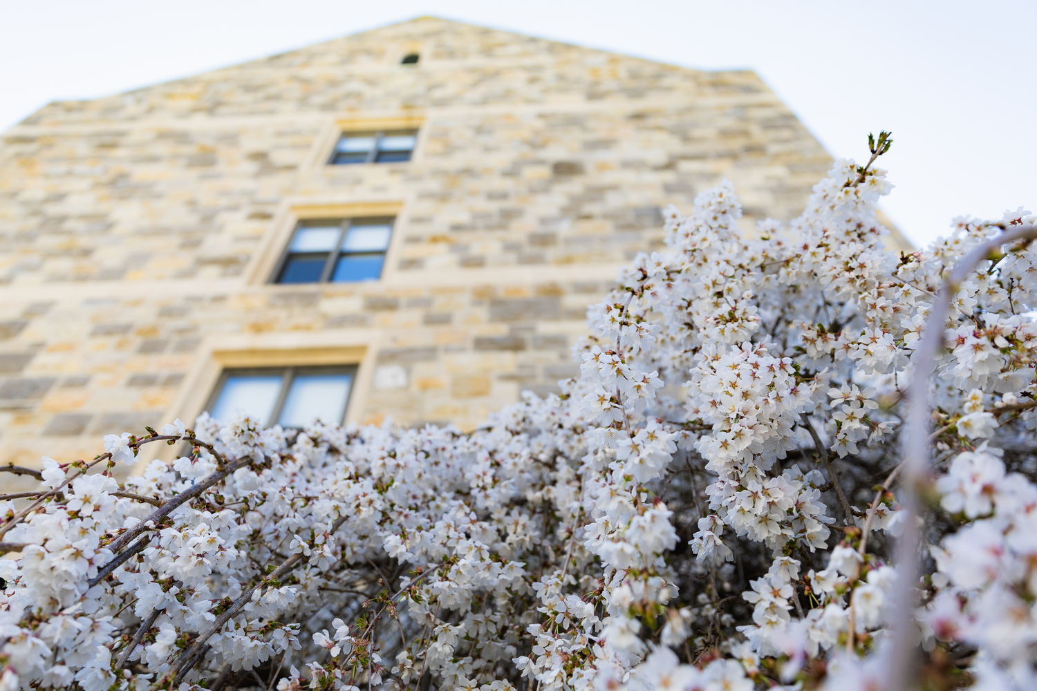 Early blooms of spring on campus