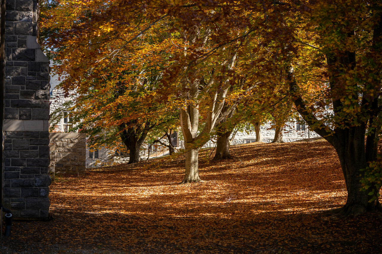 Fall trees on campus