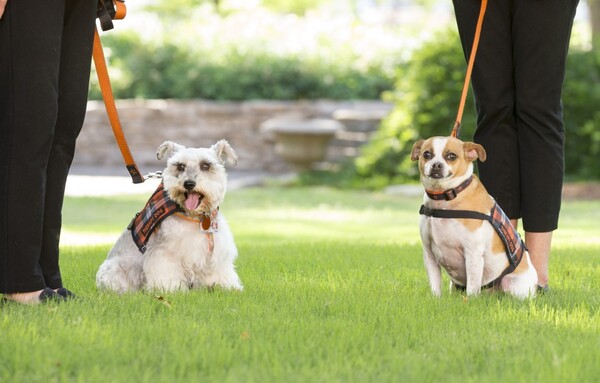 pet-posse.jpg