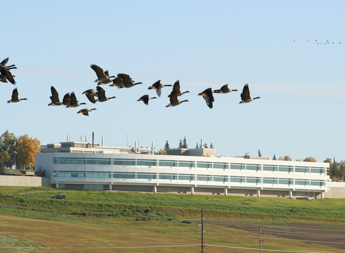 Architecture, Building, Office Building, Animal, Bird, Flying, Airport, Flock, Grass, Plant