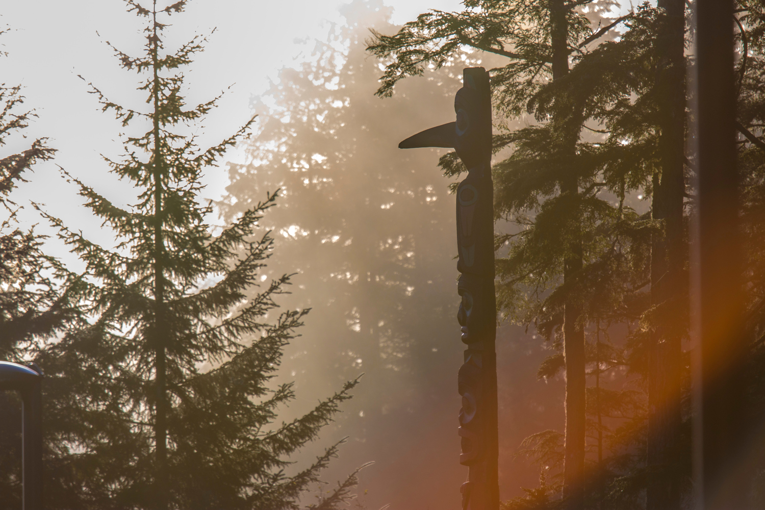 Tree, Fir, Vegetation, Emblem, Symbol, Nature, Outdoors, Weather, Flare, Pine