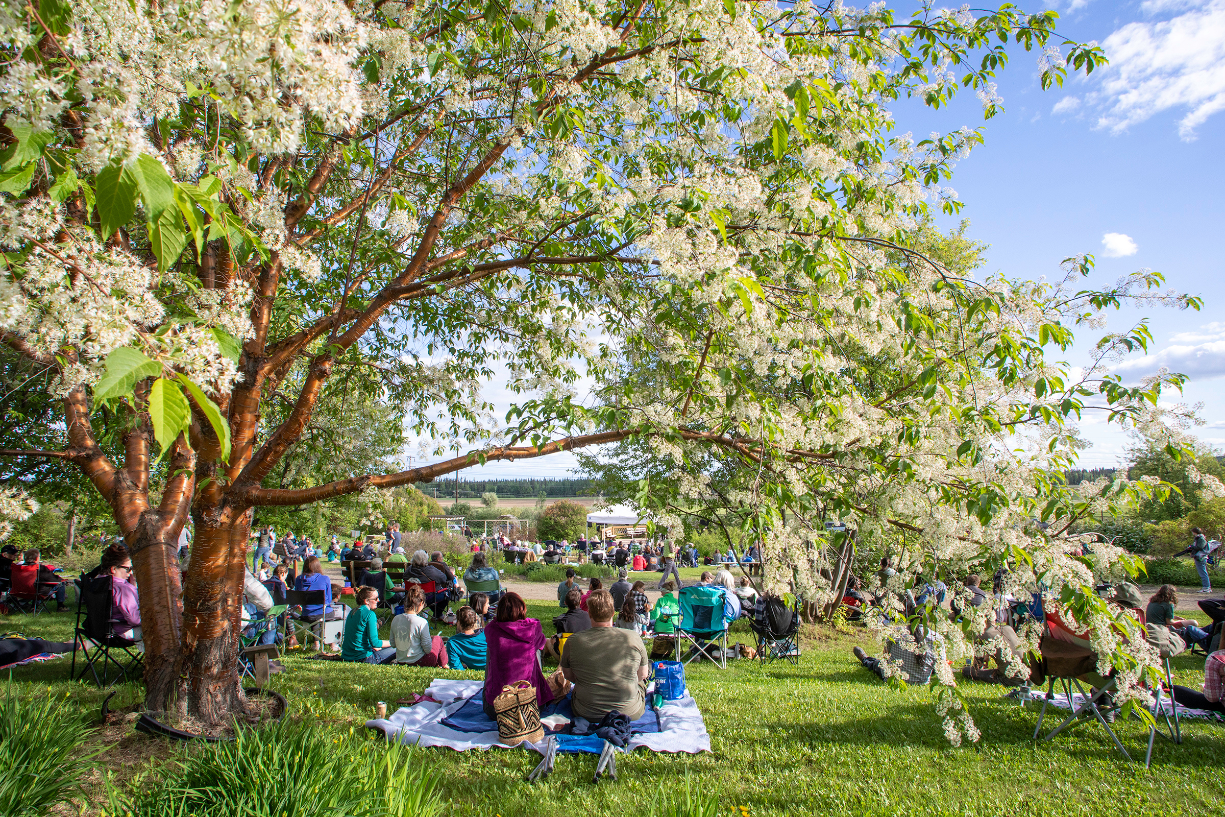 Grass, Nature, Outdoors, Park, Tree, Person, Chair, Flower, Fun, Concert