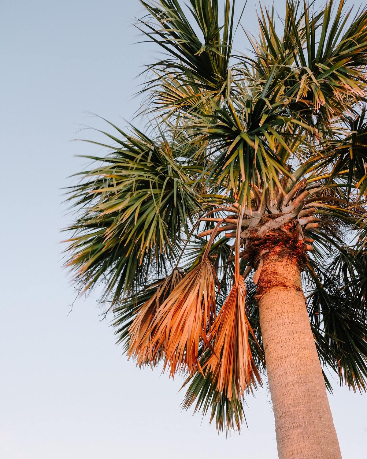 Palm Tree, Plant, Tree, Summer, Tree Trunk