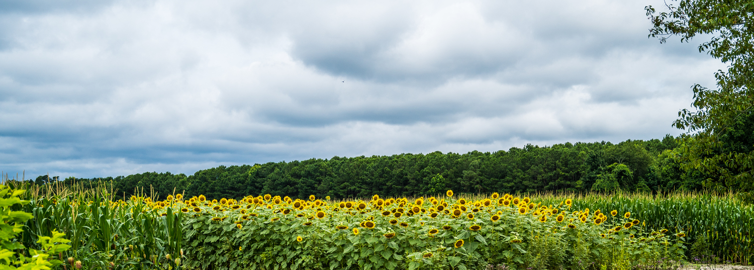 Countryside, Field, Grassland, Meadow, Nature, Outdoors, Summer, Flower, Sunflower, Scenery