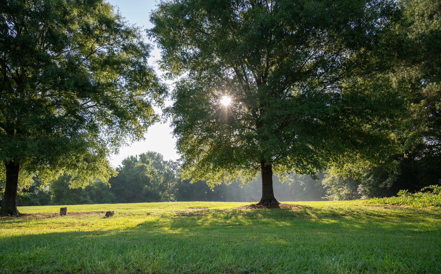 Grass, Nature, Outdoors, Park, Field, Grassland, Tree, Meadow, Tree Trunk, Pasture