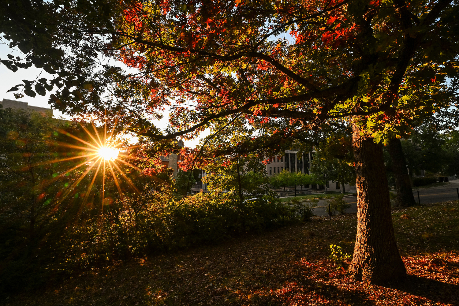 Flare, Light, Tree, Tree Trunk, Sunlight, Leaf, Vegetation, Autumn, Outdoors, Nature