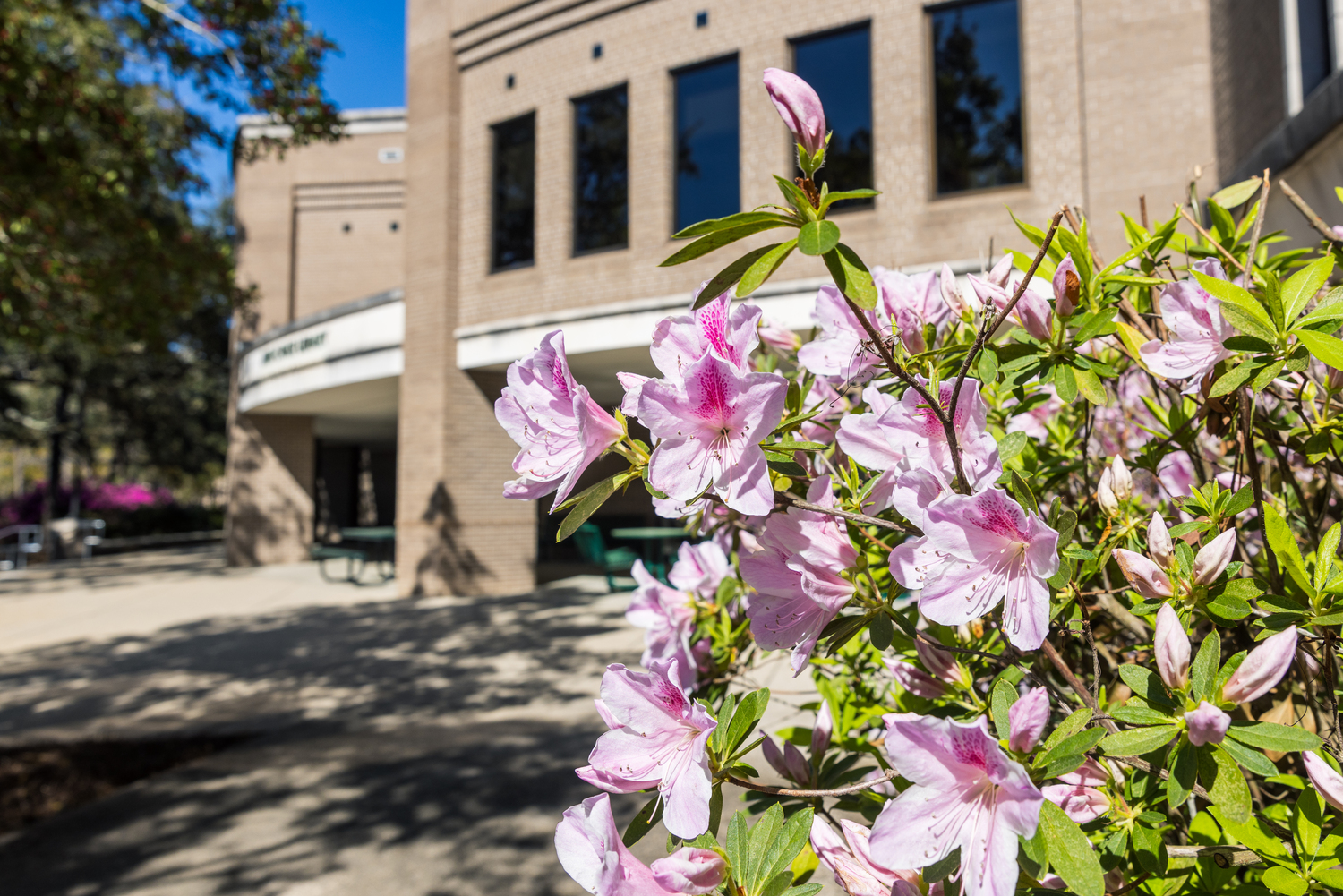 View of the library building on campus with azalea bushes