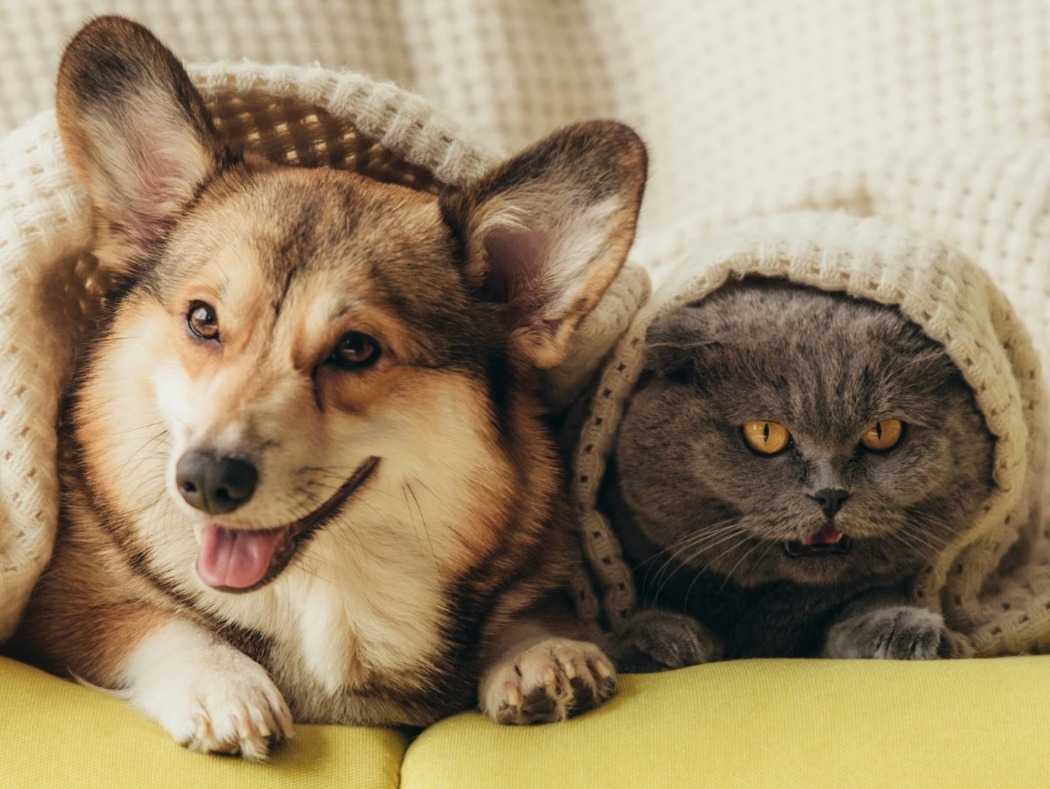 Couch, Animal, Canine, Dog, Mammal, Pet, Puppy, Blanket, Cat, Portrait