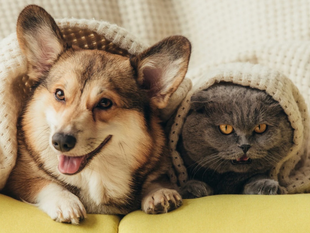 Couch, Animal, Canine, Dog, Mammal, Pet, Puppy, Blanket, Cat, Portrait