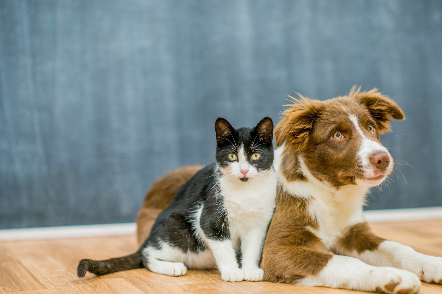 Hardwood, Wood, Floor, Animal, Cat, Mammal, Pet, Flooring, Dog, Puppy