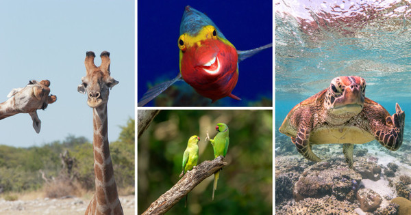 Animal, Wildlife, Giraffe, Mammal, Reptile, Turtle, Sea Life, Bird, Fish