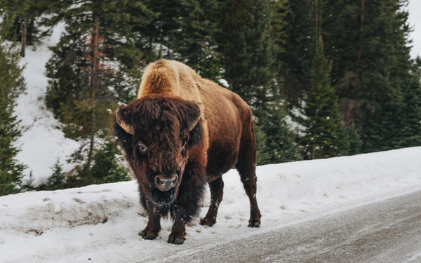 Mammal, Wildlife, Bison, Animal, Cow, Cattle, Bull, Bear, Buffalo