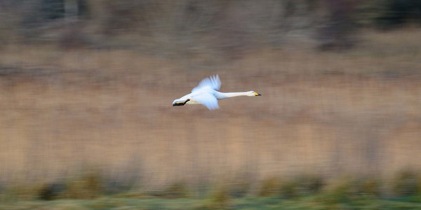 Bird, Animal, Flying, Swan