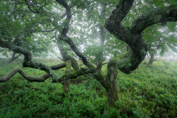 Tree, Plant, Oak, Vegetation, Land, Outdoors, Woodland, Tree Trunk, Sycamore, Jungle
