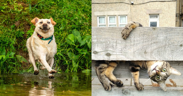 Mammal, Pet, Animal, Canine, Dog, Cat