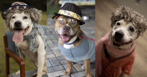Clothing, Hat, Animal, Mammal, Dog, Pet, Canine, Bulldog, Person, Sunglasses