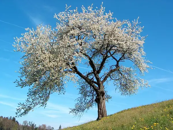 an image of a tree