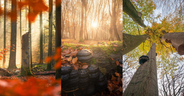 Tree, Plant, Vegetation, Sunlight, Light, Flare, Land, Woodland, Bird, Grove