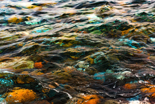 Water, Outdoors, Nature, Rock, Animal, Coho, Fish, Aquatic, Ocean, Sea
