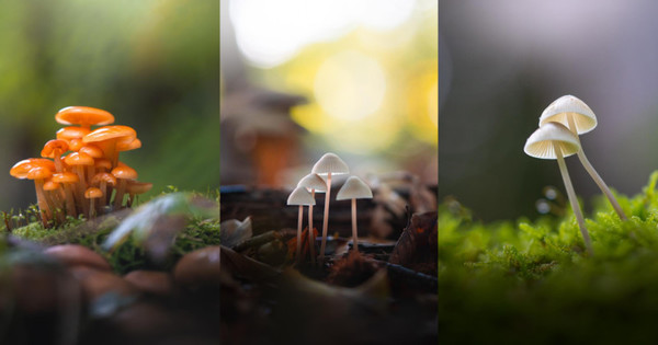 Plant, Agaric, Mushroom, Fungus, Amanita, Moss, Photo, Photography