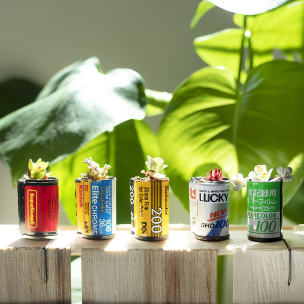 Tin, Plant, Can