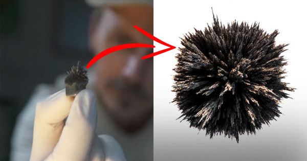 Person, Brush, Tool, Animal, Invertebrate