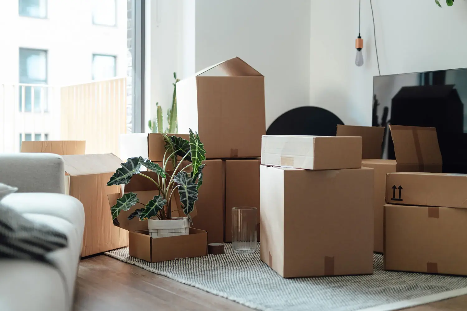 Box, Cardboard, Carton, Plant, Package, Package Delivery, Person, Potted Plant, Couch, Furniture